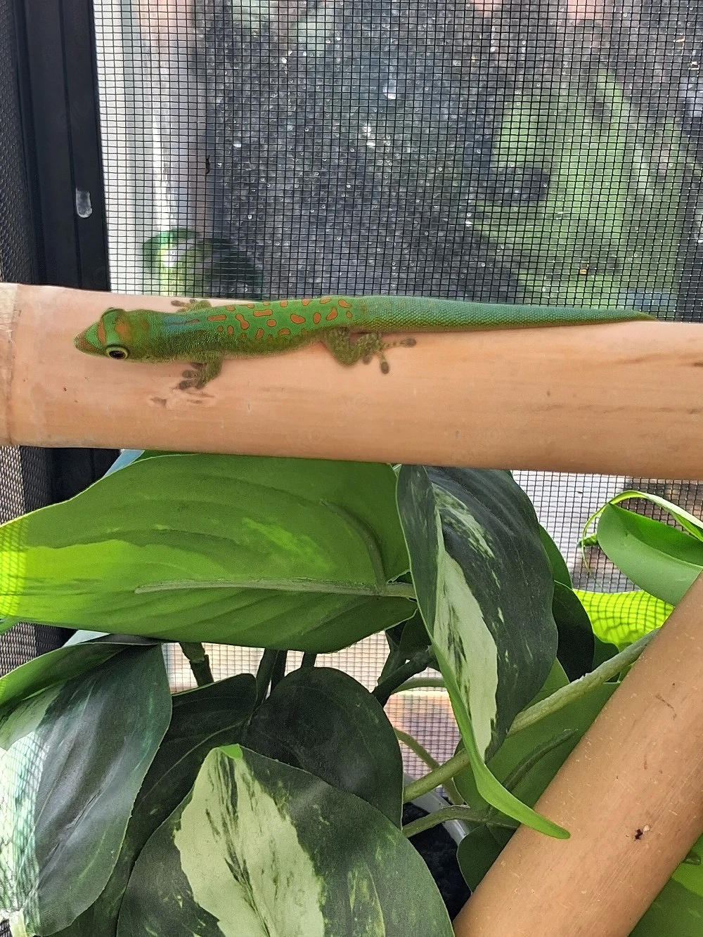 5.0 Phelsuma Pasteuri DNZ 2025
