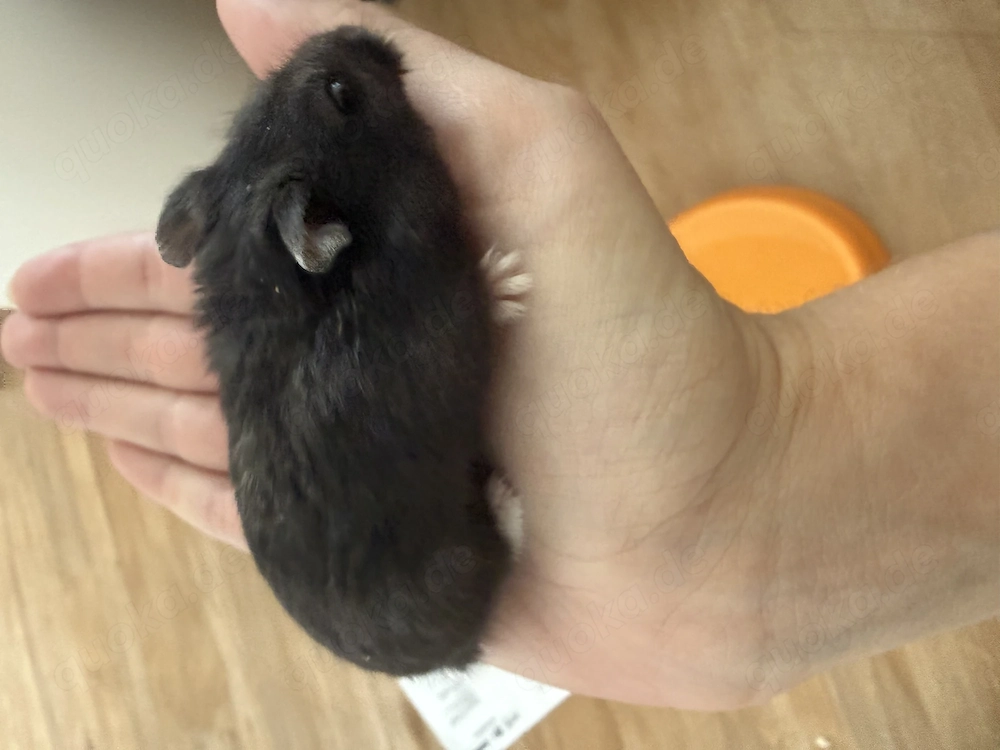 Campbell Zwerghamster