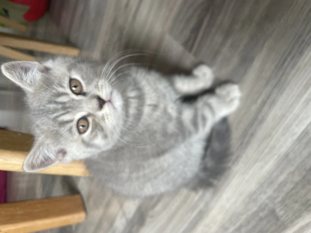 Britisch kurzhaar Kater Baby zu verkaufen 
