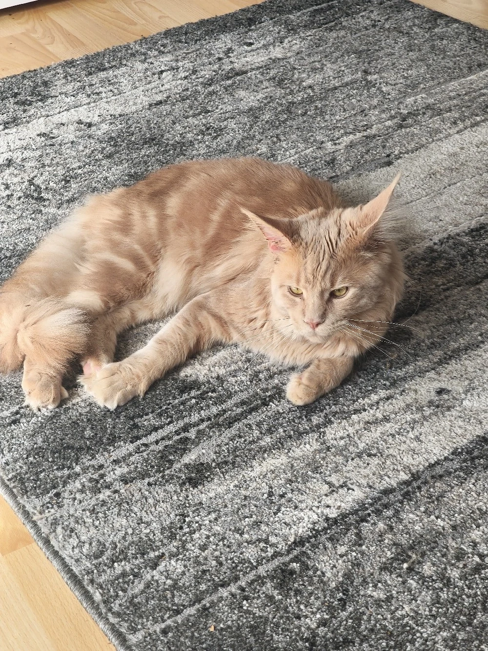 Deckkater Main Coon 