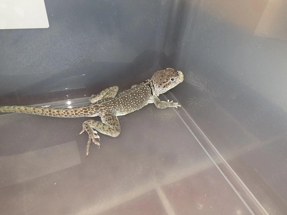 Verkaufe 1.1 Halsbandleguane inkl. Terrarium