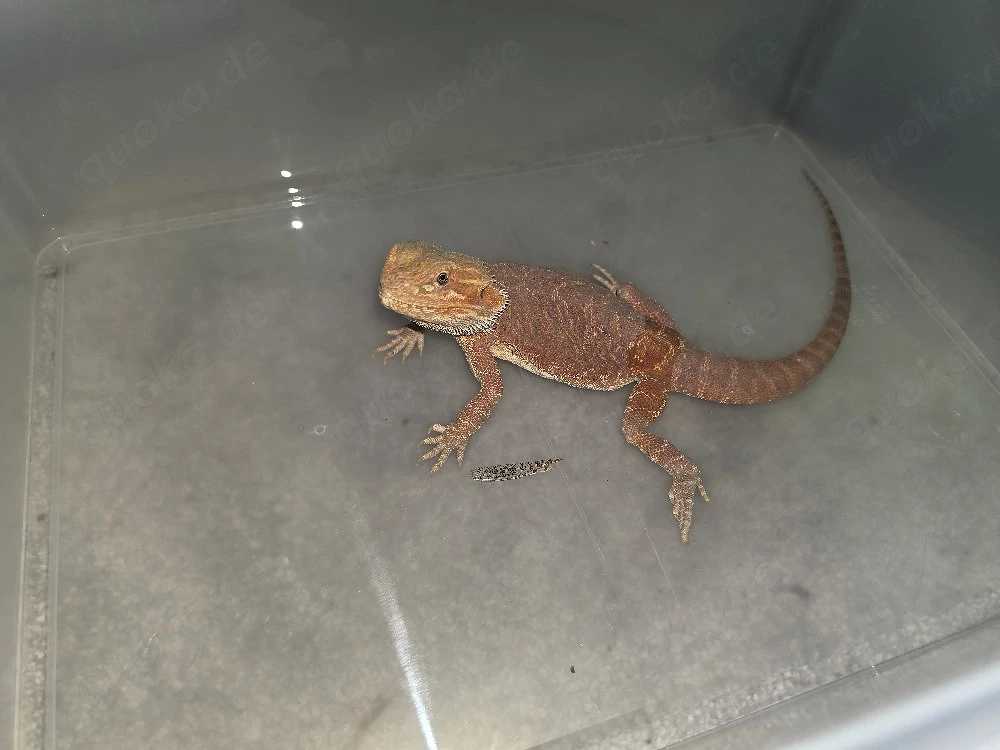 Verkaufe meine Bartagame 1.0 Hypo Red inkl. großem Terrarium