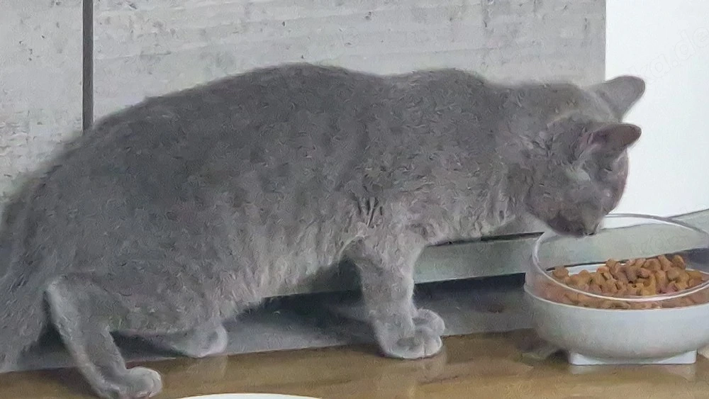 Süße Babykatze sucht ein liebevolles Zuhause 