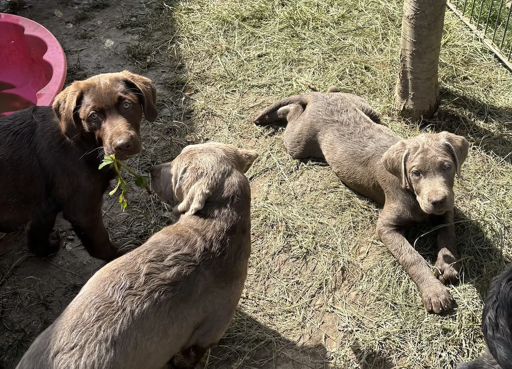 Reinrassige Labradorwelpen suchen ein wundervolles Zuhause