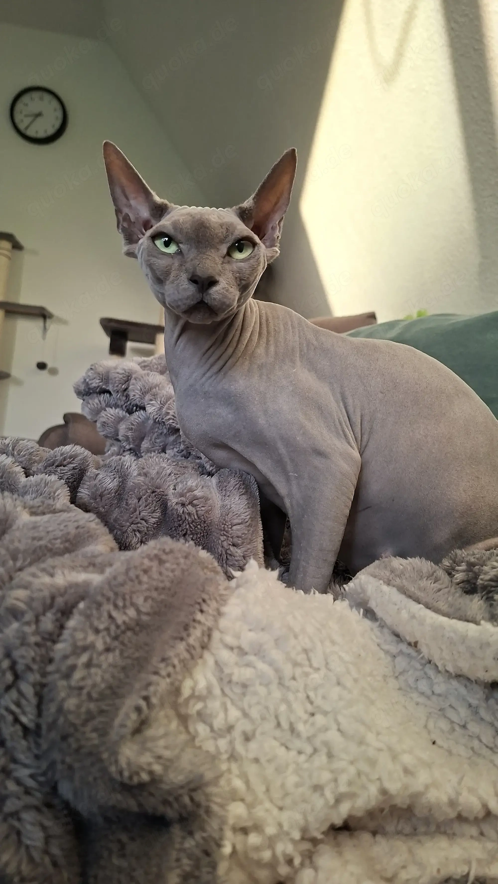 Katze Snoopy sucht für immer Zuhause  