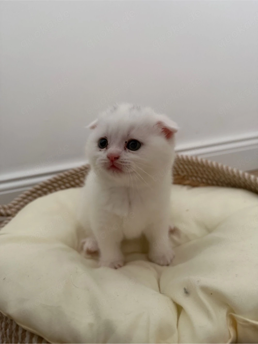 British Kurzhaar Kitten zu verkaufen 