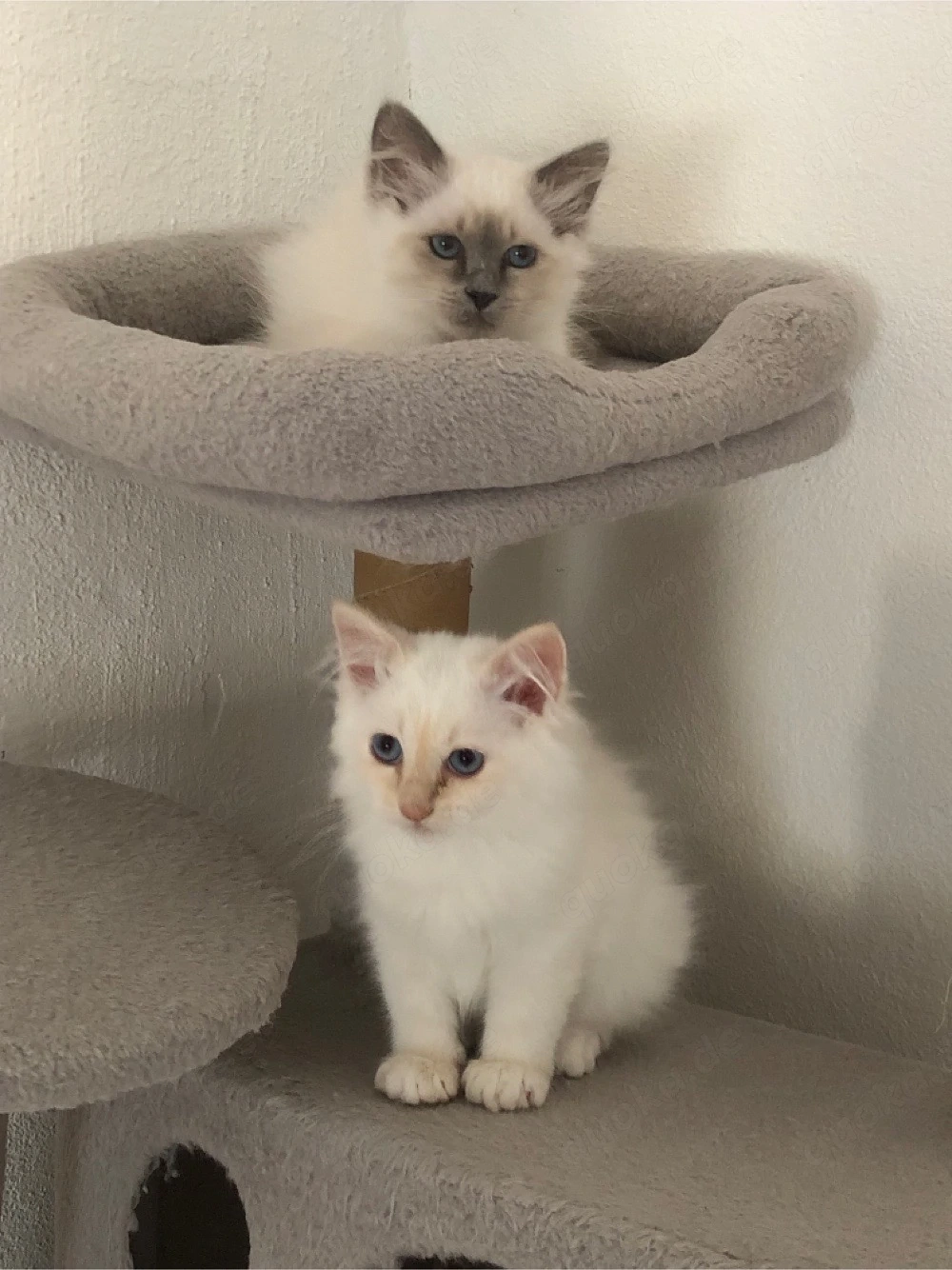 Heilige Birma Kätzchen, kitten, jung 