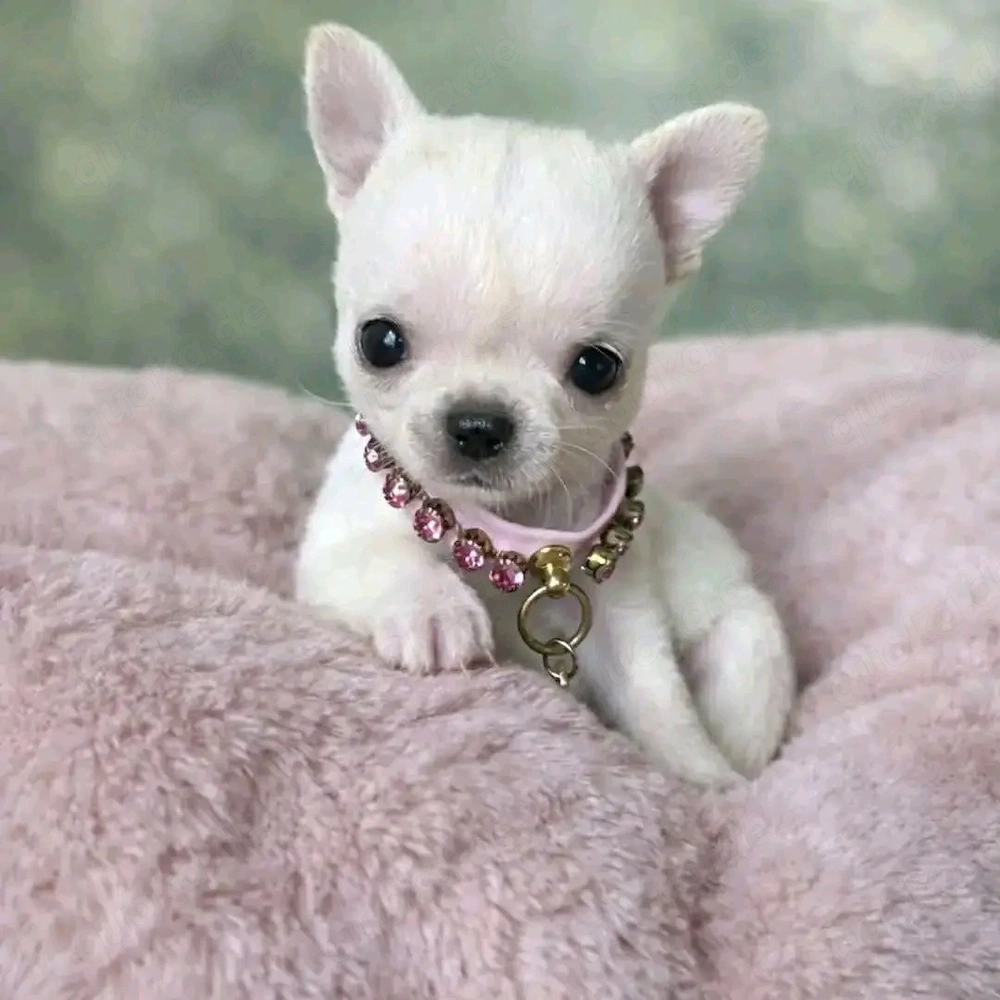 Cream white chihuahua puppy for sale. 
