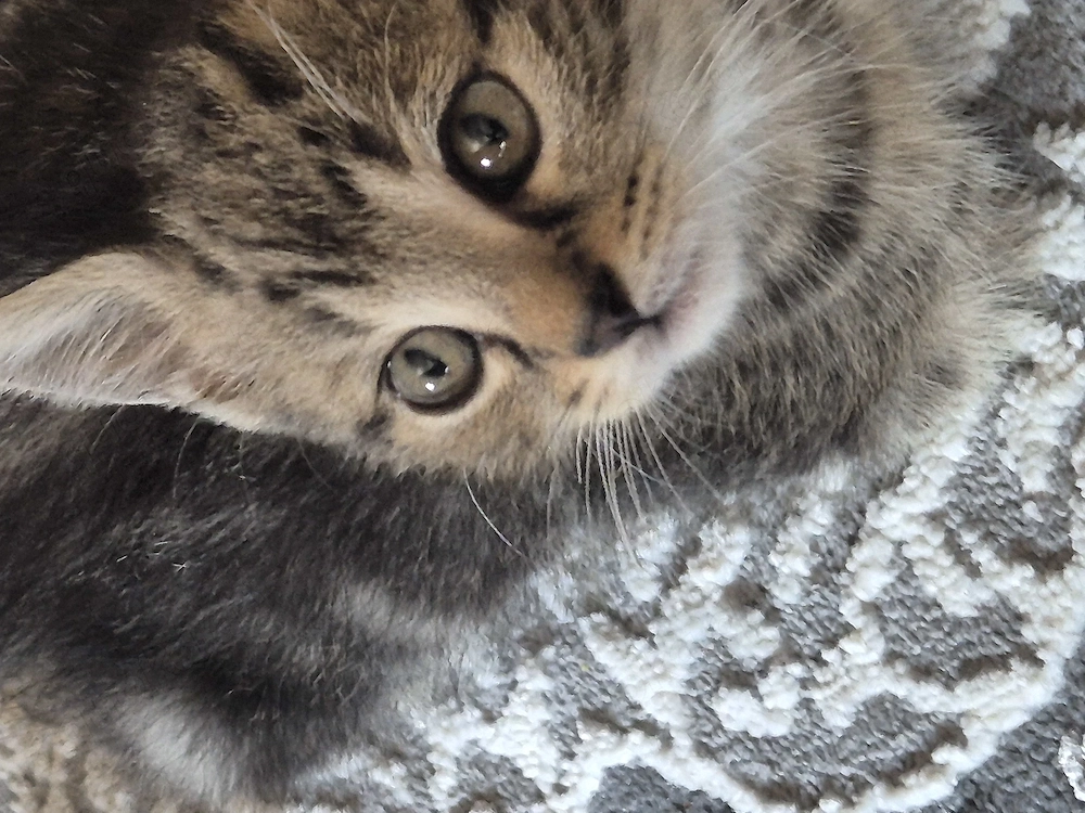 2 wündwrschönen kitten 9 woche alt 