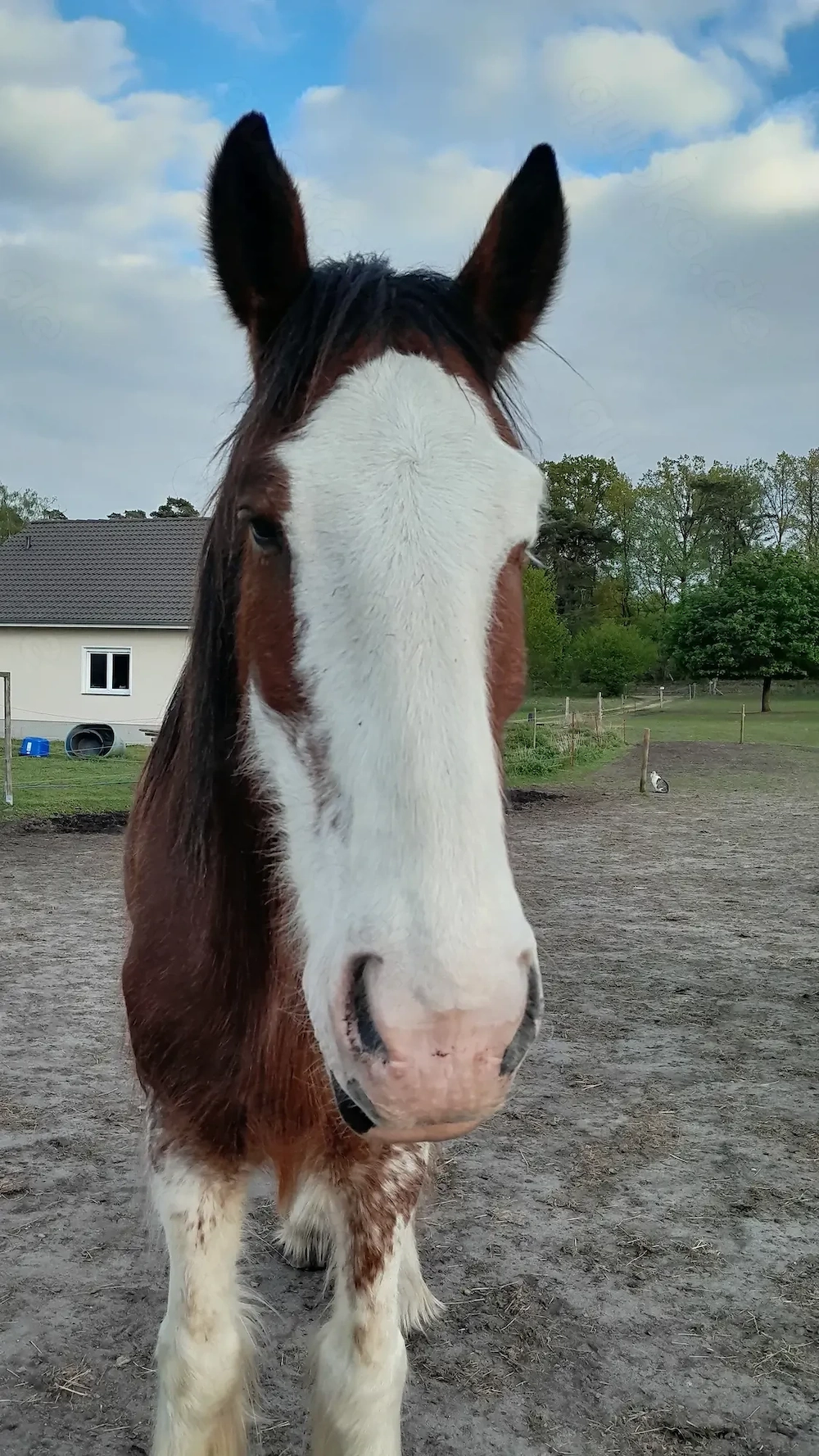 Toller Clydesdale Wallach mit 1 blauen Auge