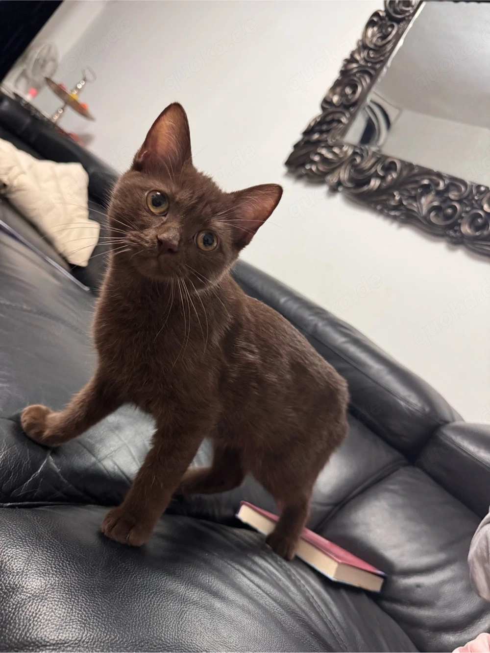 bkh katze Braun
