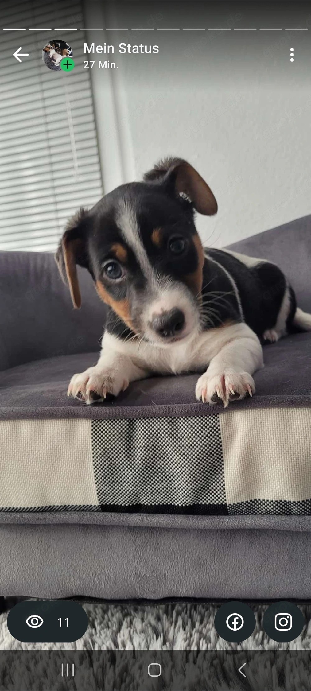 Drei unserer lieben reinrassigen Jack Russell  suchen noch ein Zuhause! Ab sofort möglich!
