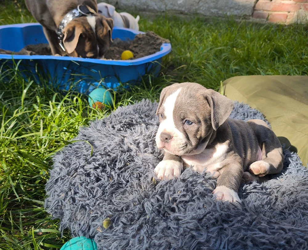 Alternativ Bulldog, OEB,  old english Bulldog Welpen 