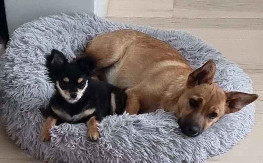 Zauberhafte kleine Marla