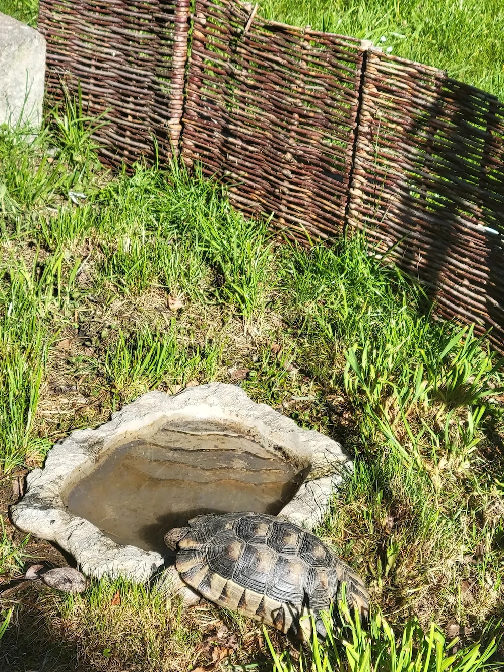 3 Breitrandschildkröten Gruppe mit kompletten Zubehör  Schildkröte   2 Weibchen 1 Männchen