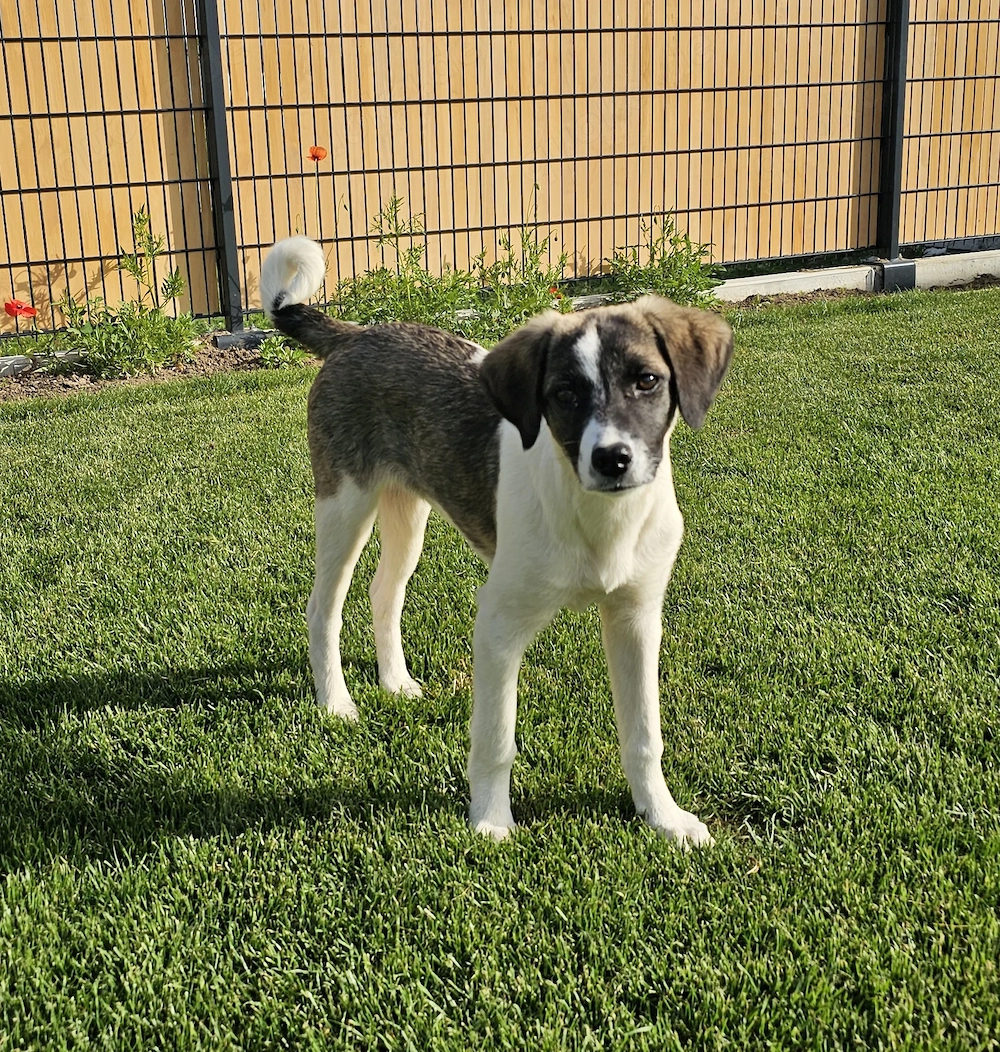 Bonnie sucht ein liebevolles Zuhause 