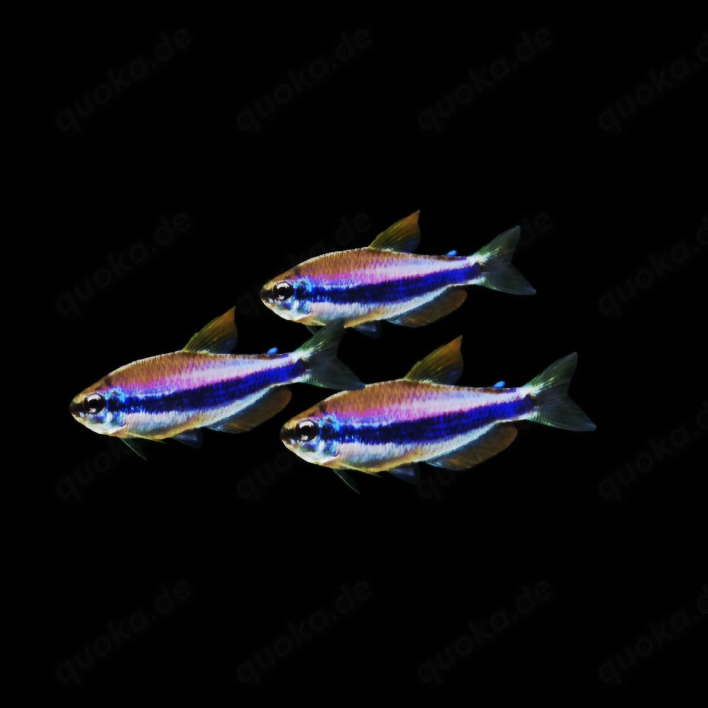 Blauer Königssalmler Inpaichthys kerri