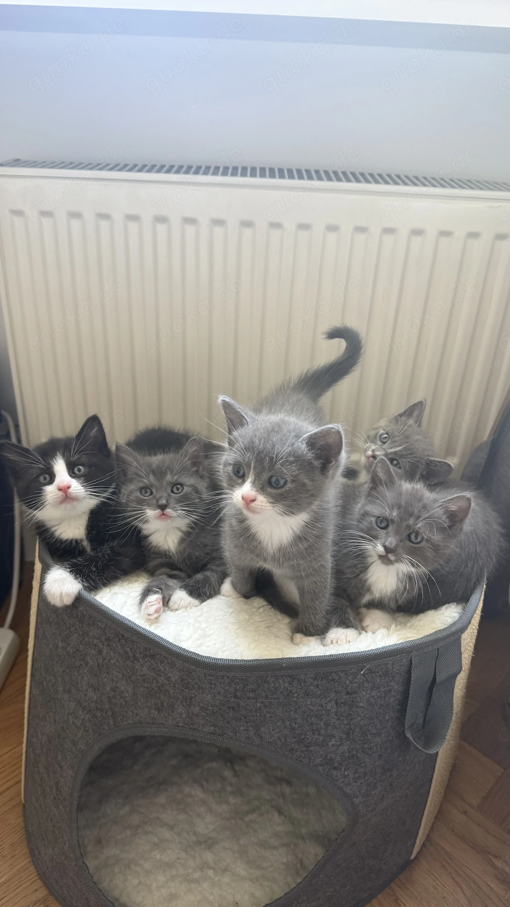 Ragdoll Mix Kitten - Nur noch 3 Verfügbar