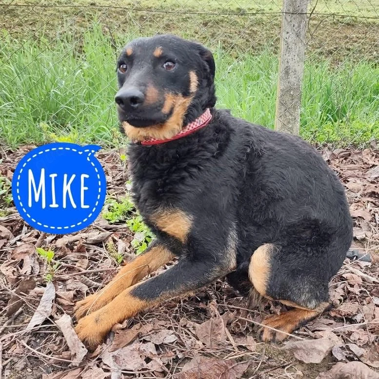 Mike, junger Labrador Terrier Mix, katzenverträglich