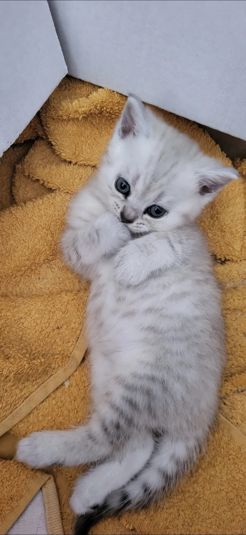 Bkh Kitten bereit für neue Familie