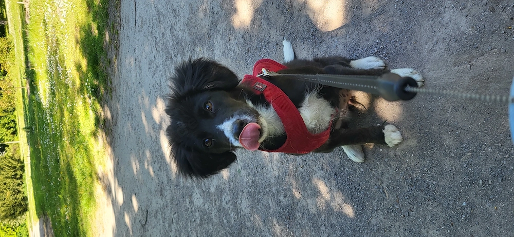 6 Monate alter Bordercolliemix sucht neues Zuhause 