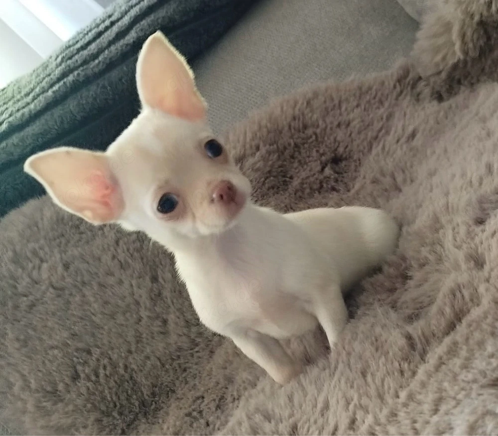 Chihuahua Mini Hündin 
