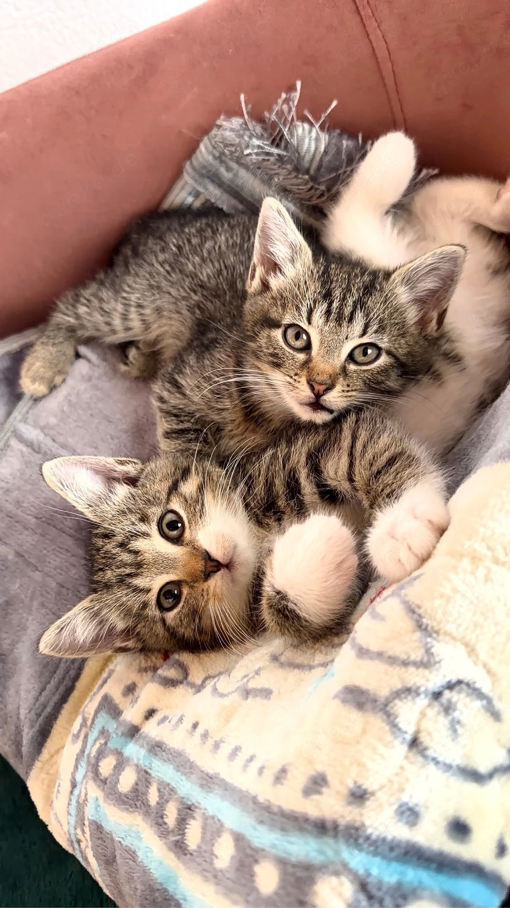 Babykitten zu verkaufen