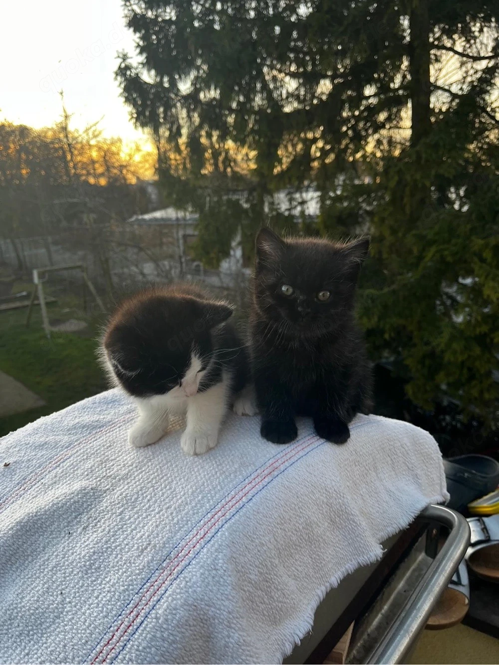 7 süße Katzenbabys abzugeben   verspielt und stubenrein