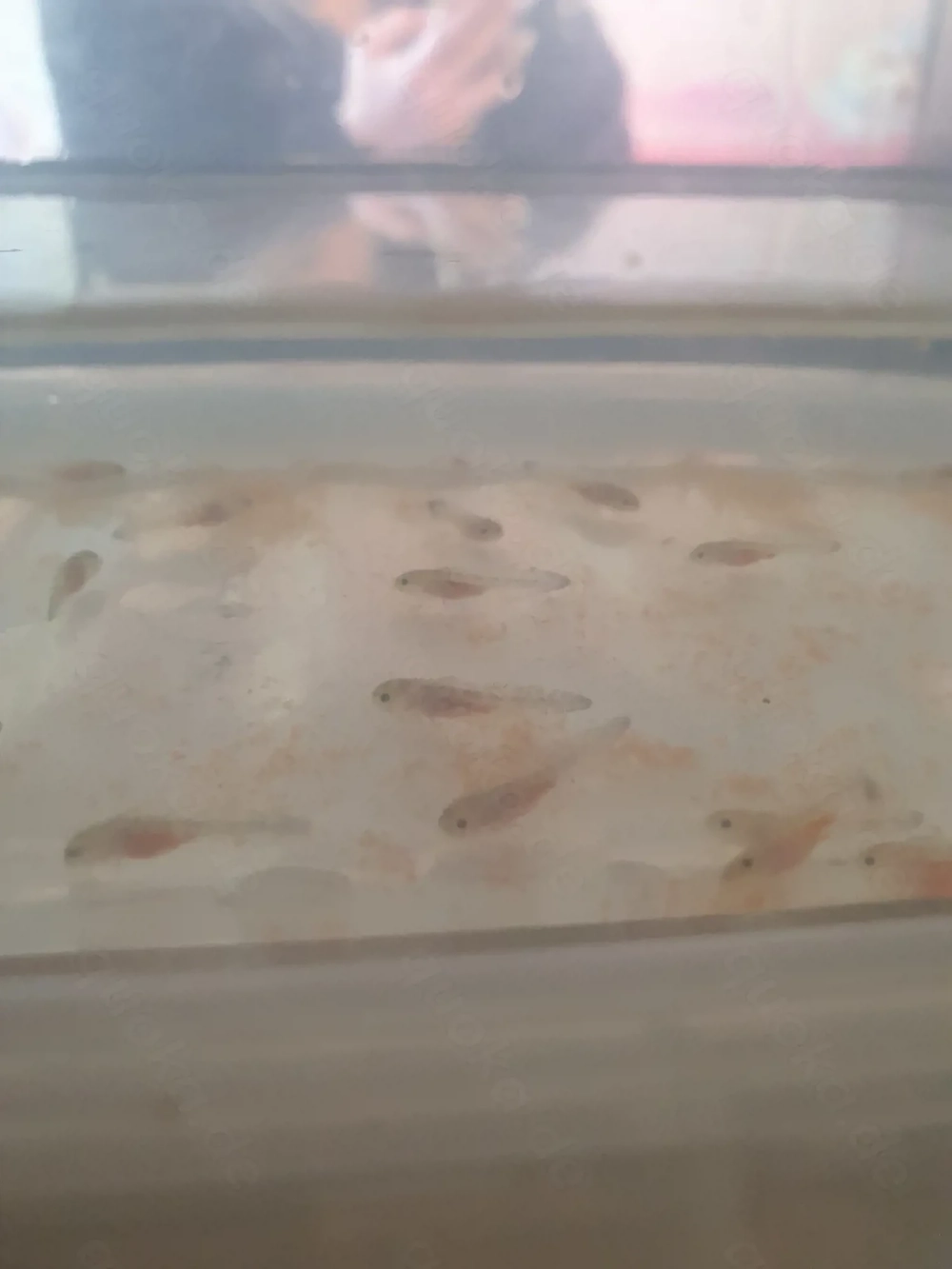 Axolotl Jungtiere zum  Verkaufen klein wie auch groß 