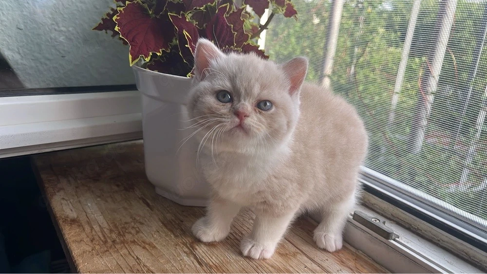 Süße BKH Kitten