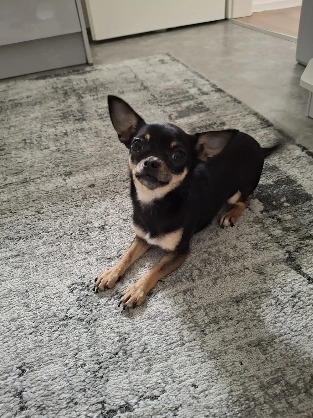 Chihuahua Hündin 