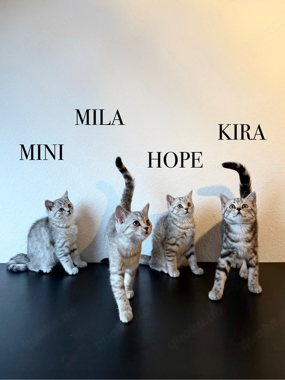 Wunderschöne BKH Kitten Mädchen abzugeben   liebevoll aufgezogen, geimpft & menschenbezogen