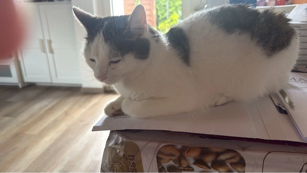 Kater und Katze suchen ein neues Zuhause
