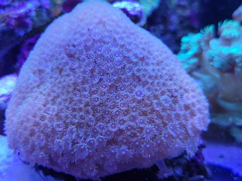 Goniopora rainbow laffy taffy, LPS, Korallen