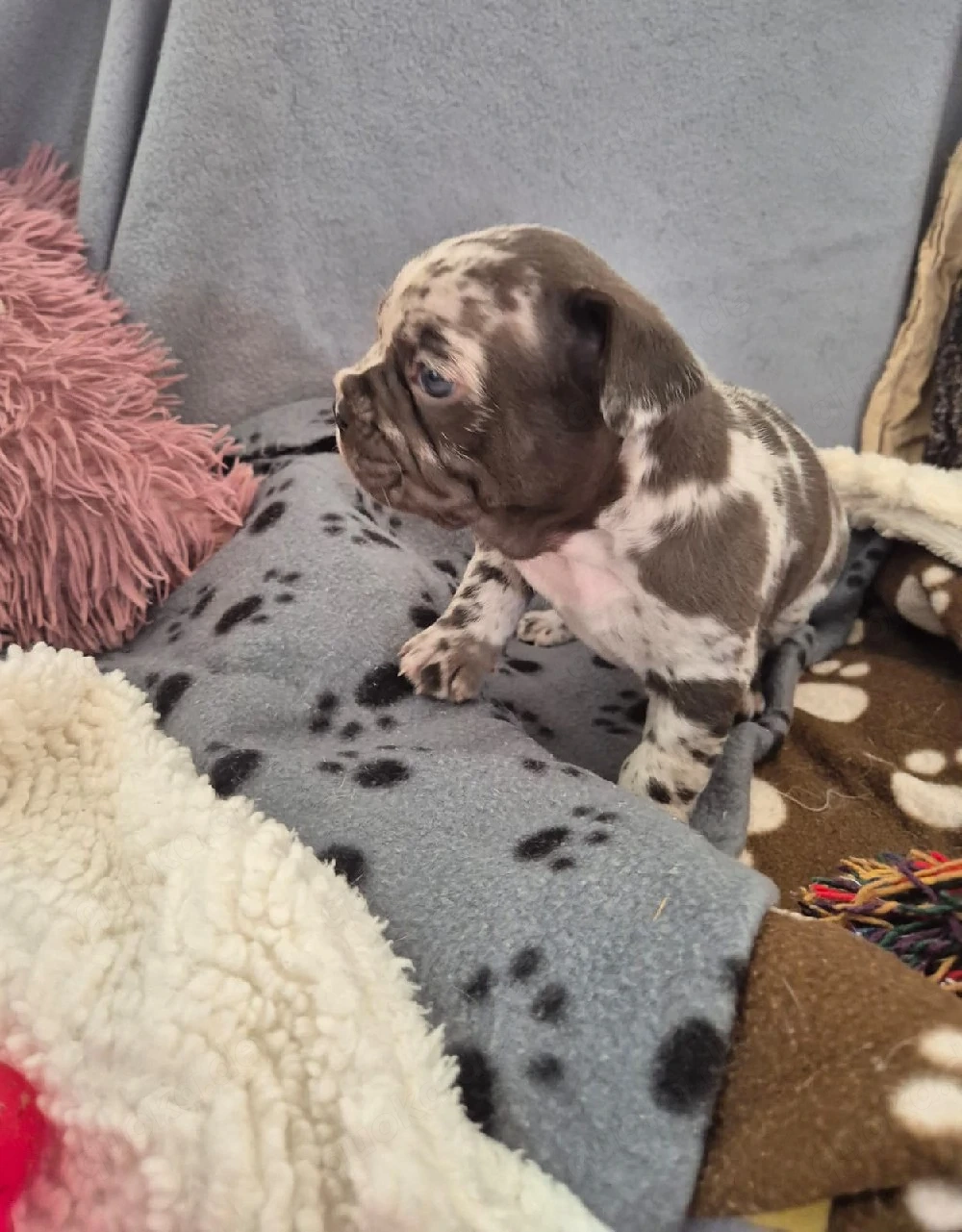Sehr hübsche Französische Bulldoggen Welpen in Sonderfarben 