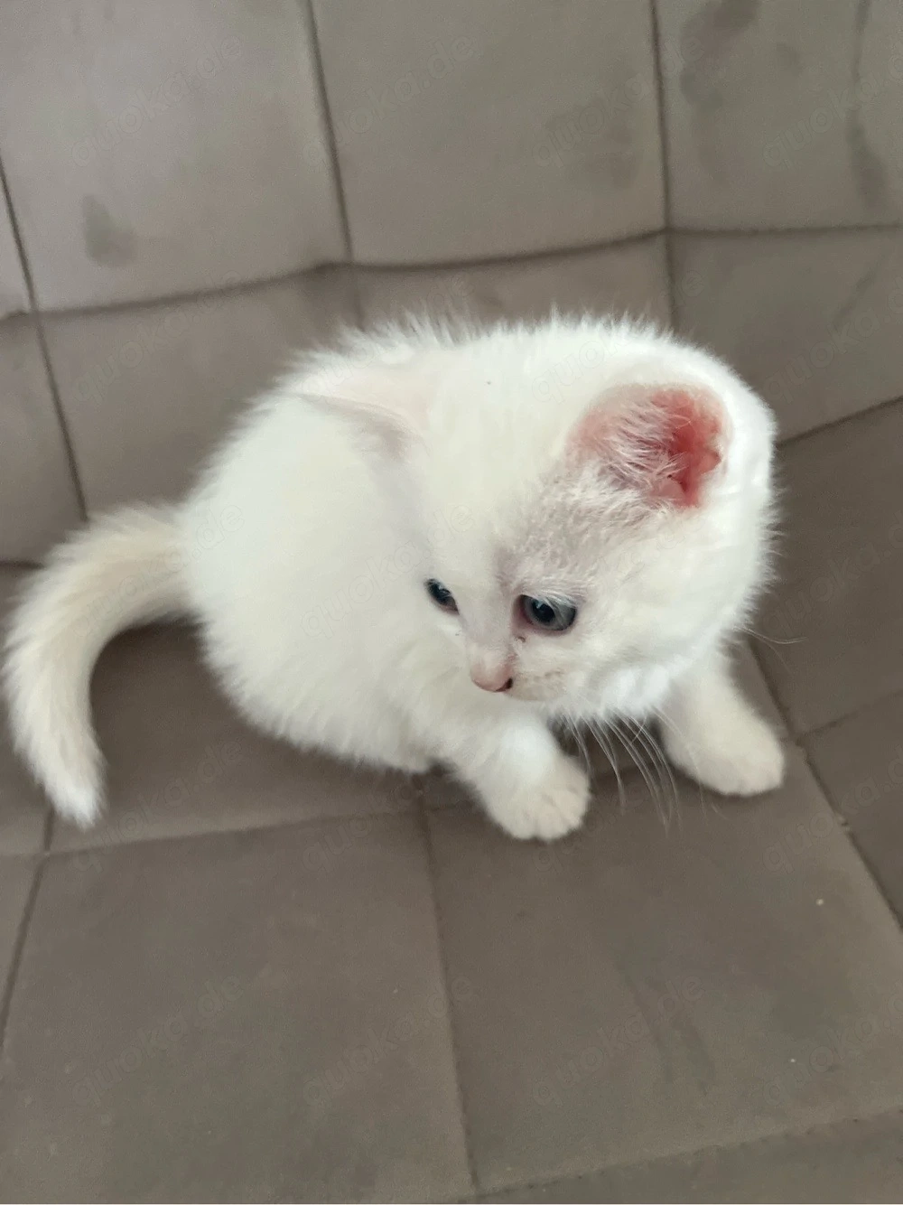 weibliche hauskatze 