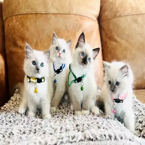 2 weibliche   2 männliche Ragdoll-Kätzchen zu verkaufen