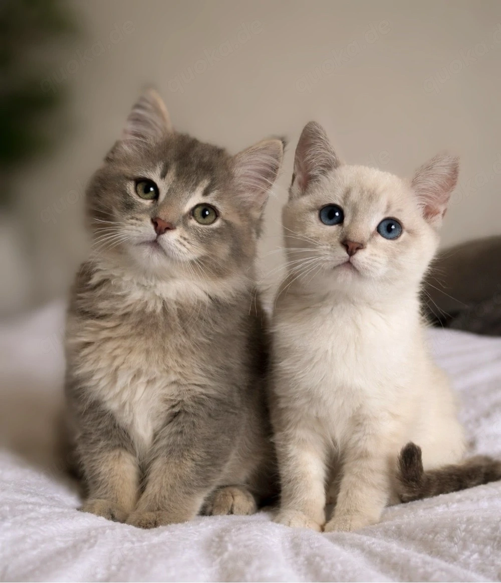 Wunderschöne BKH-Ragdoll-Mix Geschwister (geimpft, gechipt, EU-Pass)