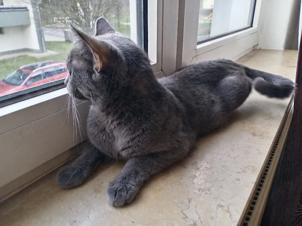 BKH Katze 
