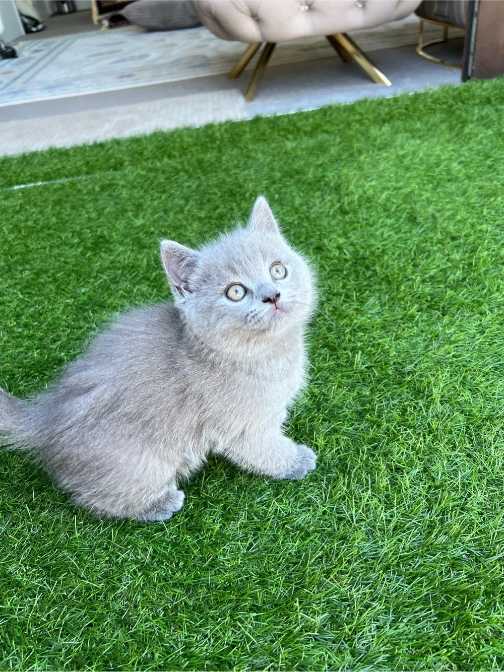 Baby Katze BKH 