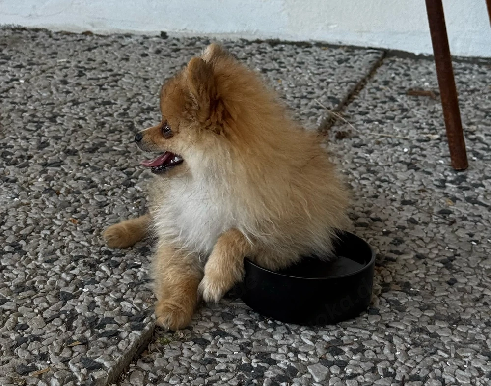  Zwergspitz   Pomeranian Welpe