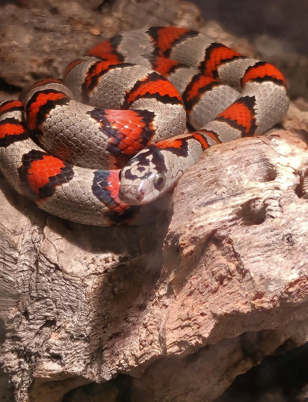 Lampropeltis leonis 
