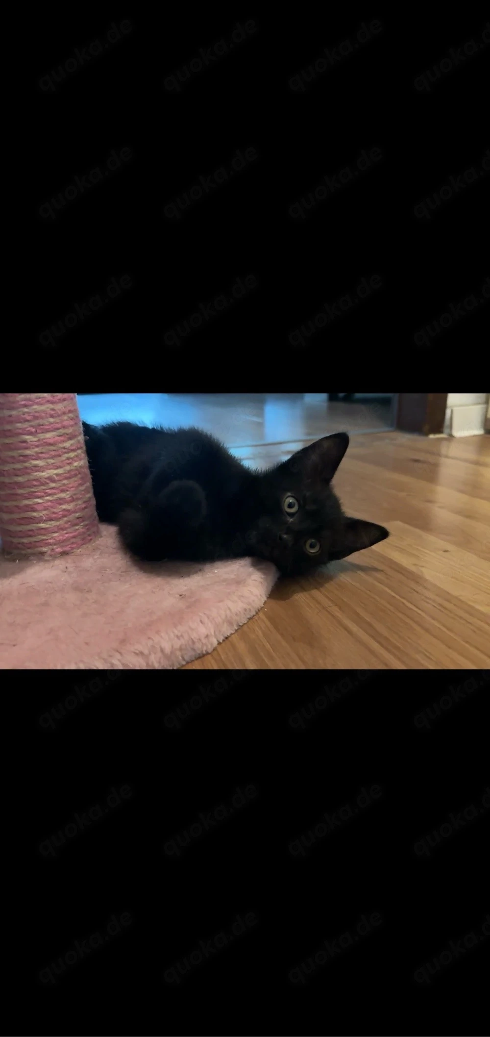 2 schwarze kitten männlich 