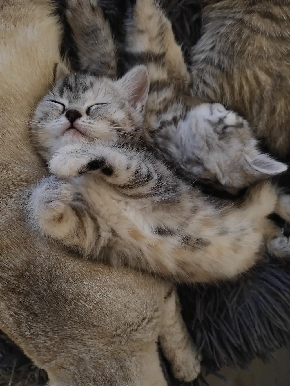Liebevolle katze sucht einen neuen Zuhause 