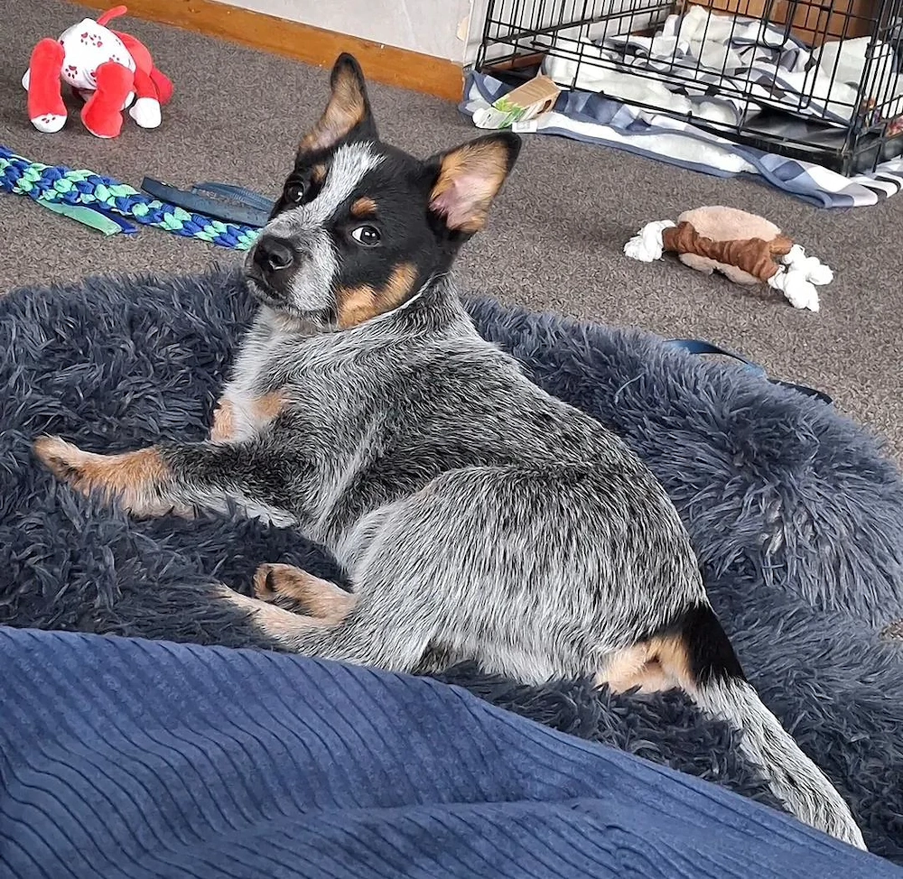 Australian Cattle Dog   Blue & Red Heeler Welpen   Liebevolle Zuhause gesucht