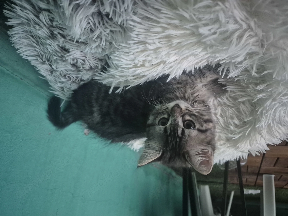 Baby katzen suchen eine neuer zu Hause