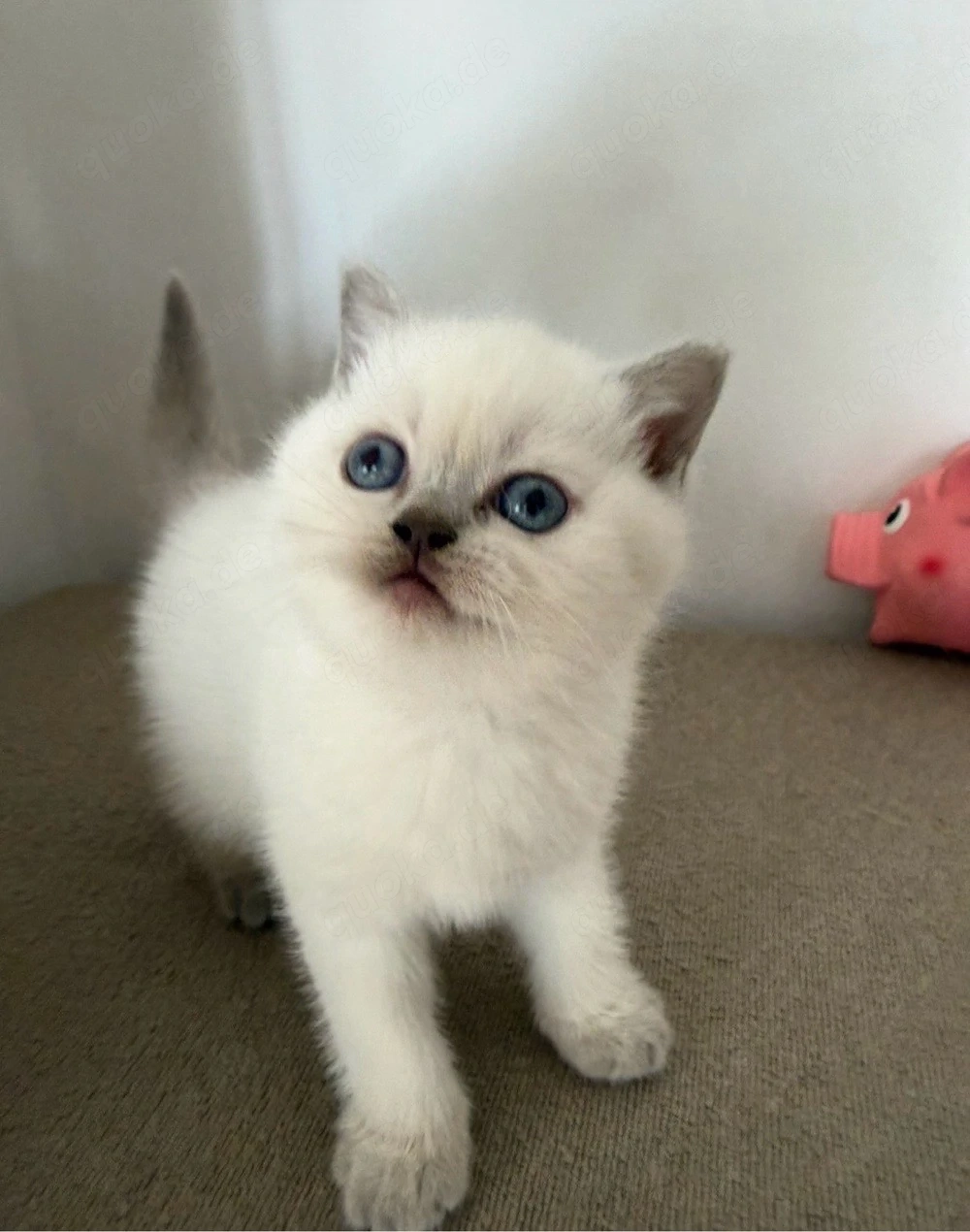 Babykitten Silver shaded point