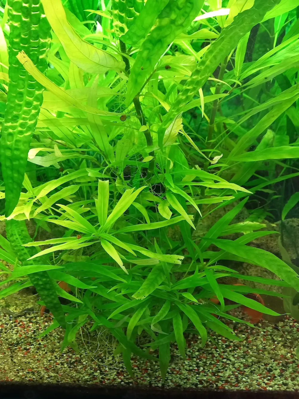 Wasserpflanzen abzugeben