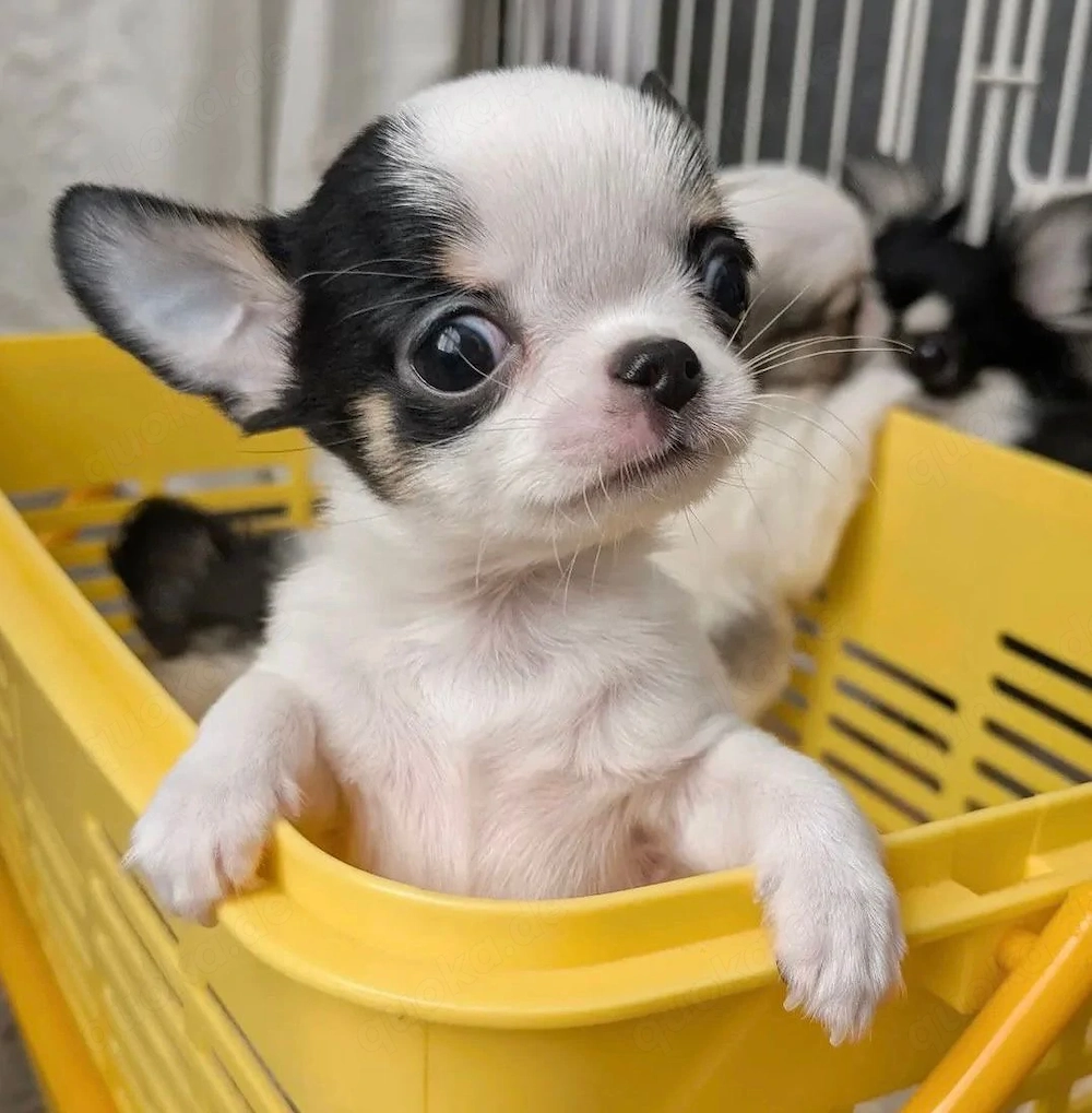 Chihuahua Welpen 2026