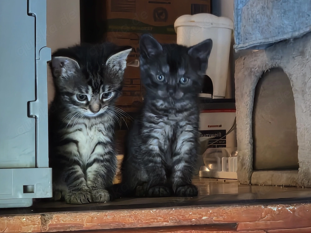 2 Kitten suchen ihr zu Hause